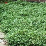 Horizontalni cotoneaster u pejzažnom dizajnu